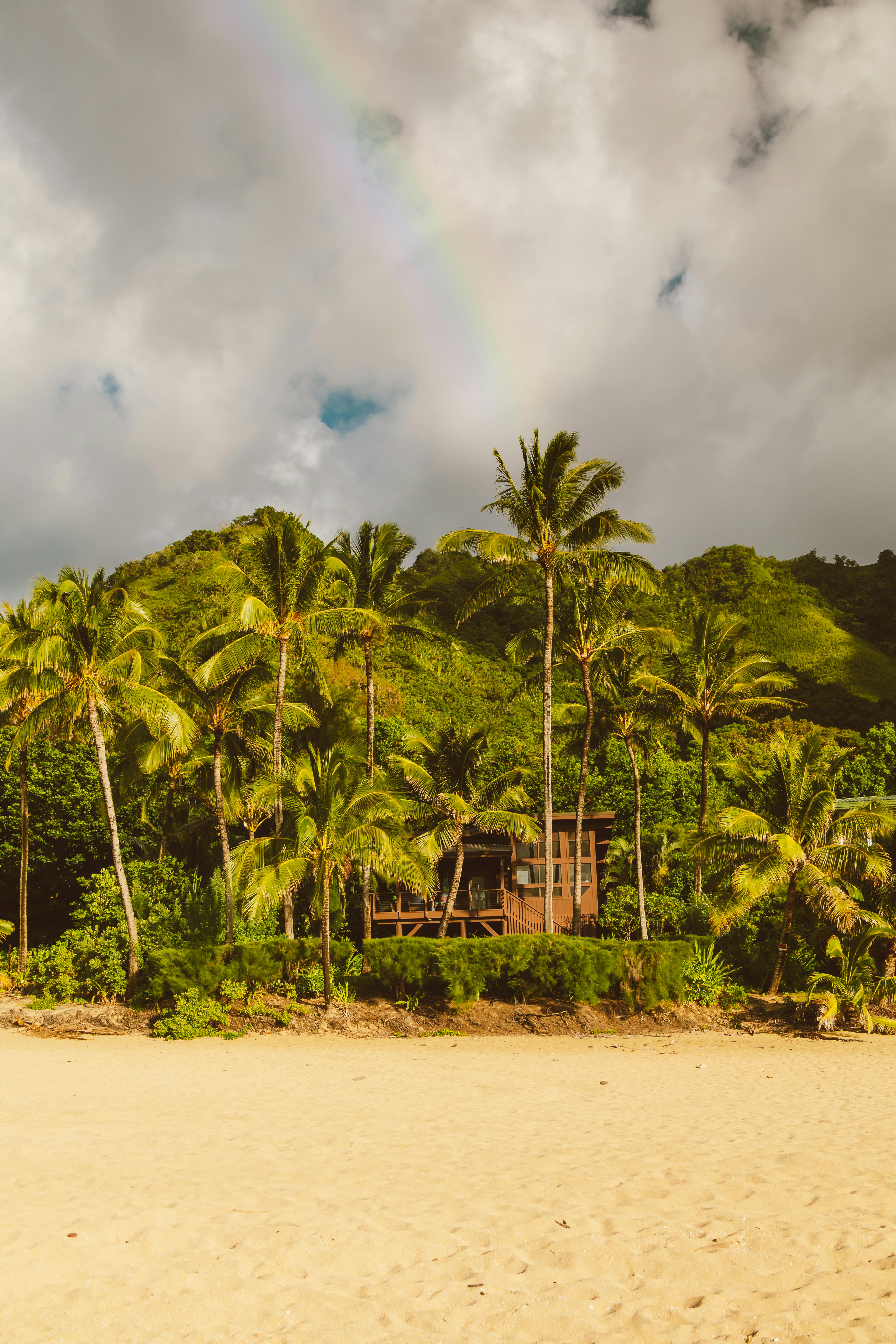 Palm Tree And Rainbow Photos, Download The BEST Free Palm Tree And