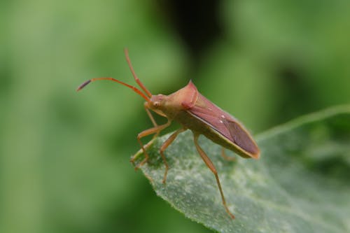 Безкоштовне стокове фото на тему «Beetle, боке, впритул»