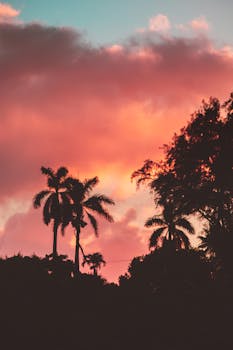 暮光天空充满活力，映衬着棕榈树的美丽轮廓