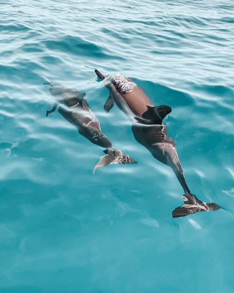 Dolphins Swimming In Sea