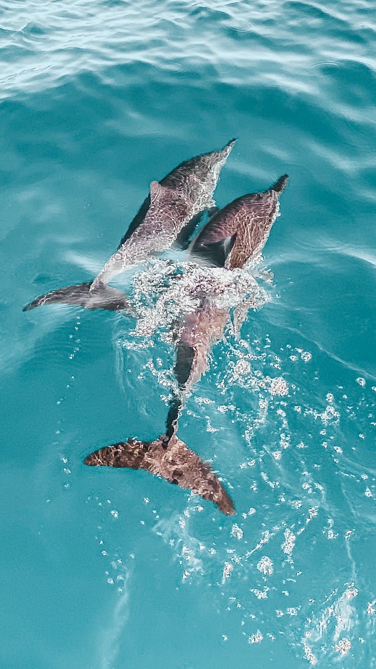 Top View Of Dolphins Swimming In Water