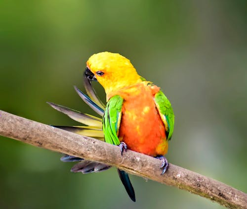 Free stock photo of beauty, bird, color