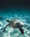 Black and Brown Turtle in Water