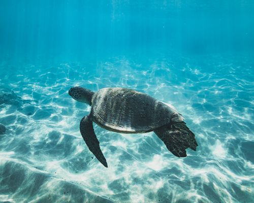 Free A serene underwater scene featuring a green sea turtle gently swimming in the clear blue ocean. Stock Photo