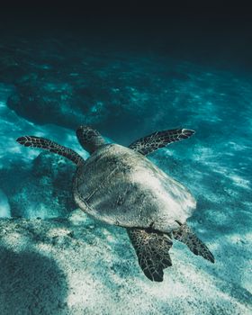 一只雄伟的海龟在海底优雅地游动，展示着海洋生物的风采