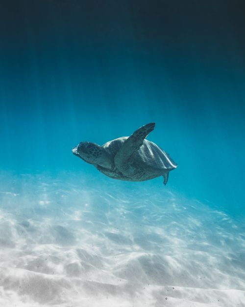 Free A swimming sea turtle gracefully glides through the clear blue ocean water. Stock Photo
