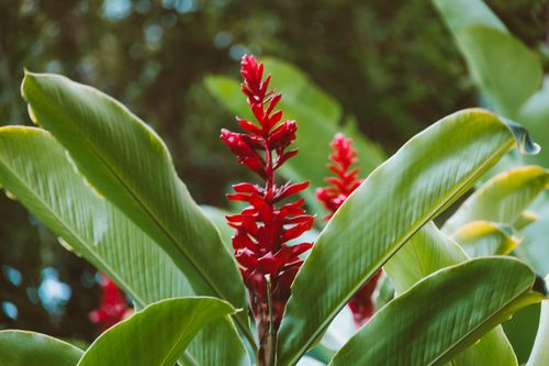 Free Close-up of a lush red ginger flower amidst green tropical foliage outdoors. Stock Photo