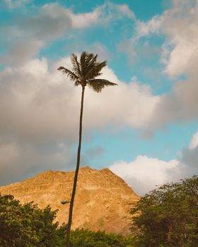 崎岖的山峰前，高大的棕榈树在充满活力的天空下展现了大自然的美丽