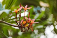 Close-up of Flower 