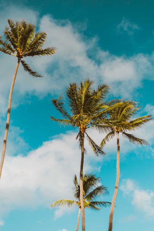 Free 
Tall Palm Trees under a Blue Sky Stock Photo