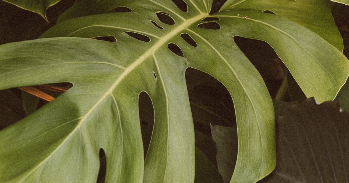 Costela-de-adão no jardim tropical Folhas verdes de costela-de-adão com recortes e furos característicos
