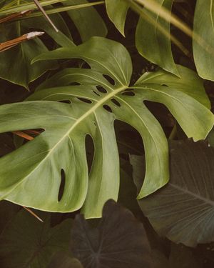 Close-up of a Swiss cheese plant with fenestrated leaves