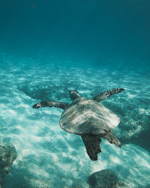 
A Sea Turtle Swimming Underwater