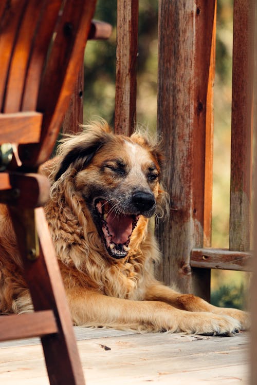 
A Close-Up Shot of a Dog Yawning