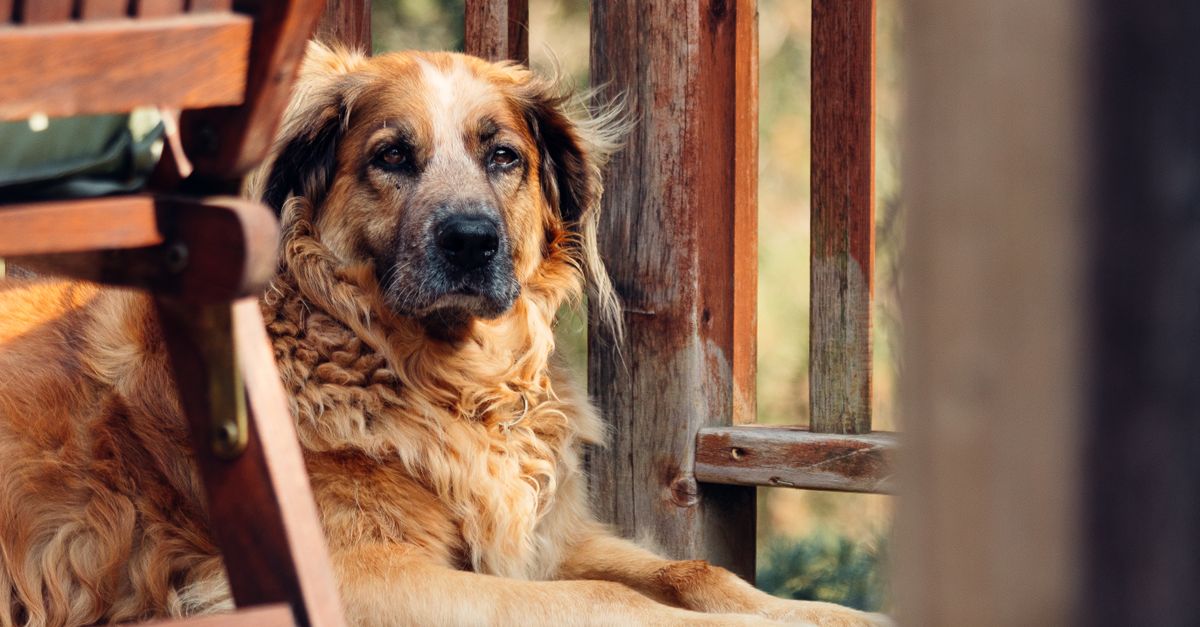 Average Vet Bill for a Senior Dog Per Year: What to Expect and How to Plan