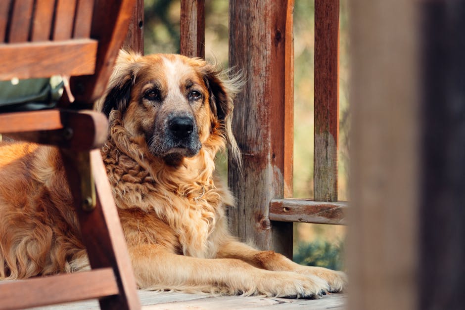Why One-Size Dog Crates Fail—What Vets Recommend Brown fluffy dog lounging comfortably on a sunny porch surrounded by wood.