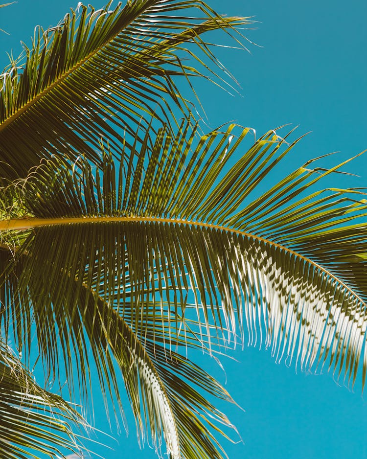 Close-up Of Palm Tree Leaves Against Blue Sky