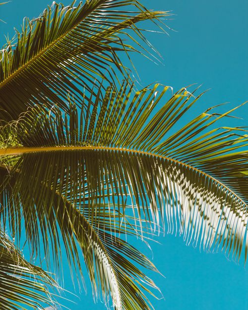 Free Vibrant palm leaves set against a clear blue sky, evoking a tropical summer feeling. Stock Photo