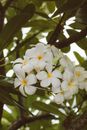 White and Yellow Flowers on Tree Branch