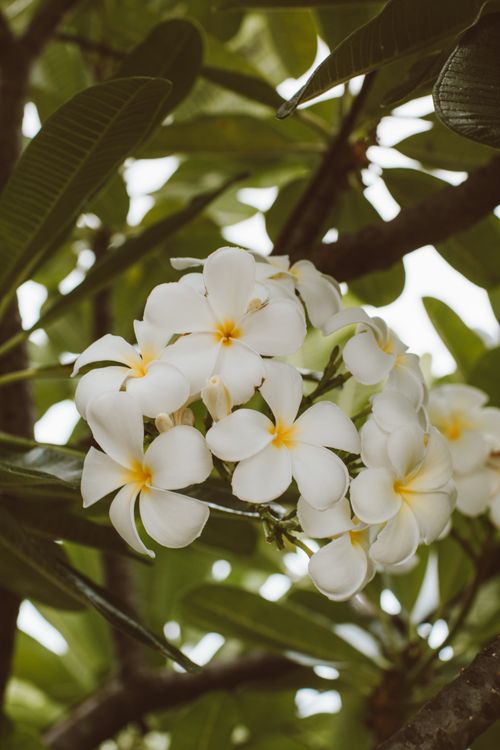 Free A stunning close-up of white plumeria flowers with green foliage. Stock Photo