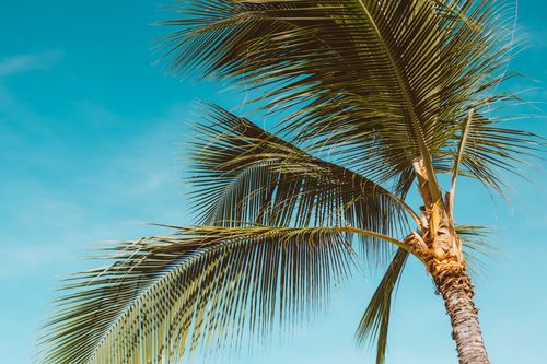 Free Sunlit palm tree swaying against a vibrant blue sky, evoking a tropical paradise. Stock Photo