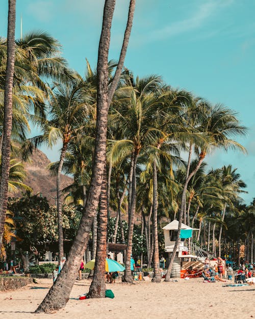 垂直拍摄, 度假村, 棕櫚樹 的 免费素材图片