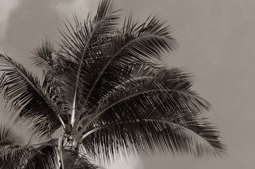 Free View of a Palm Tree Stock Photo
