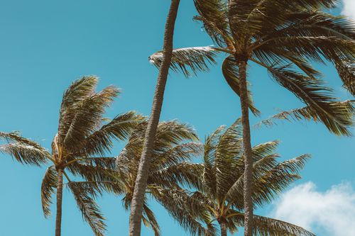 Free Swaying palm trees under a clear blue sky on a windy summer day, evoking a tropical vibe. Stock Photo