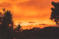 Silhouette of Plant during Sunset
