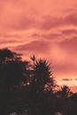Silhouette of Plant during Sunset