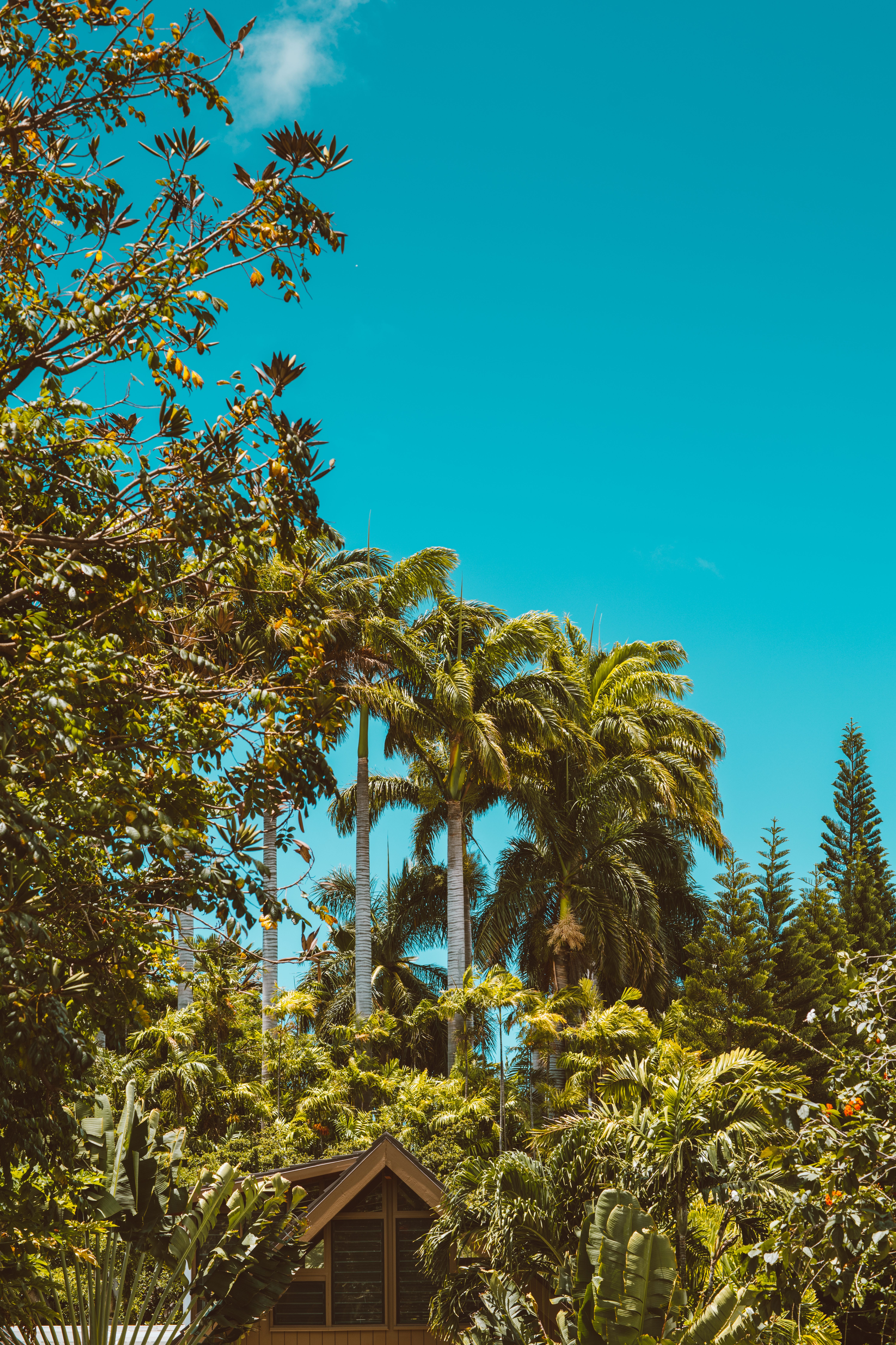 Wellington Botanic Garden: A Panoramic Paradise