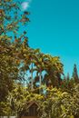 Green Trees Under Blue Sky
