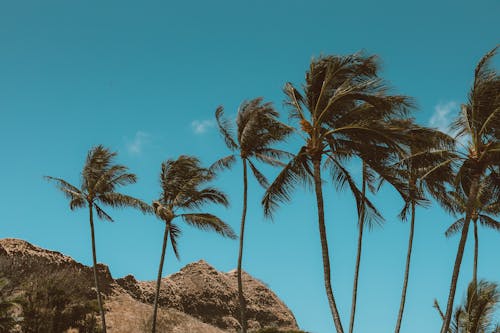 Základová fotografie zdarma na téma exotický, modrá obloha, palmy