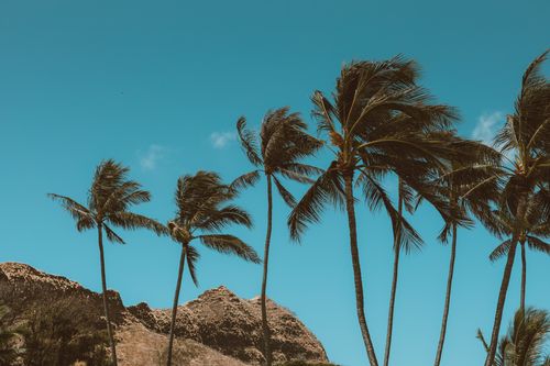 Free Palm trees silhouette under a clear blue sky on a breezy day. Stock Photo