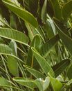 Pattern of Green Leaves