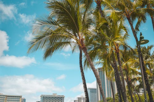 Gratis stockfoto met blauwe lucht, gebouwen, kokospalmen