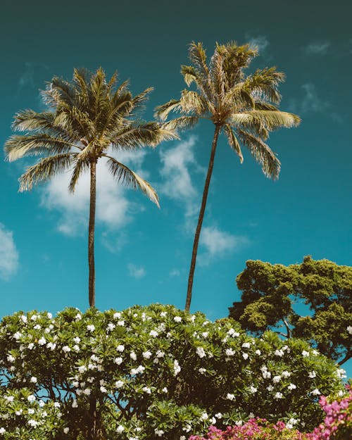 Kostnadsfri bild av exotisk, Palmer, strand