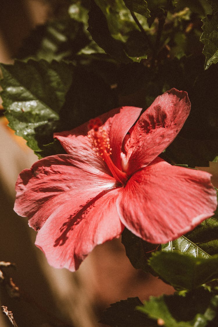 Close-up Of A Pink Hibiscus Flowers