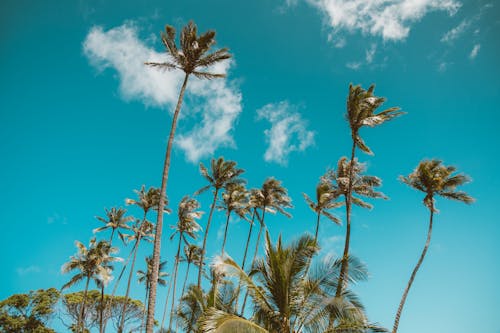 Low angle Shot of Palm Trees and Blue Sky