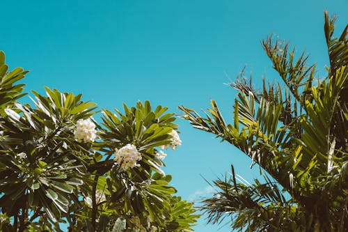 Low angle Shot of Palm Trees and Blue Sky