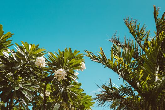 Lush tropical foliage with white flowers against a vivid blue sky epitomizing summer vibes.