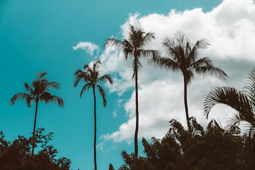 Palm Trees Against Blue Sky and White Clouds