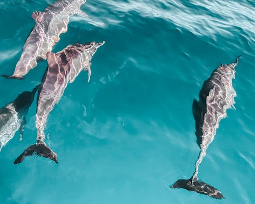 水中的, 海豚, 清澈的水 的 免费素材图片