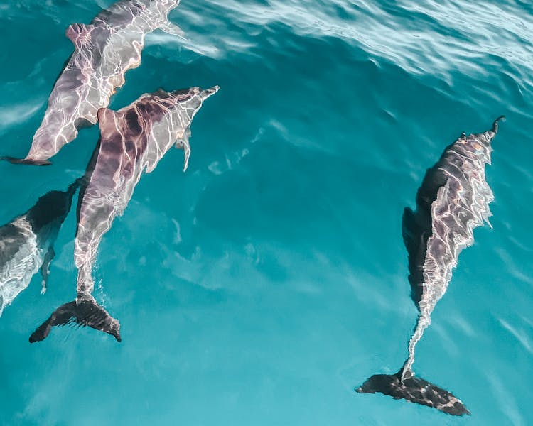 Pod Of Dolphin Swimming