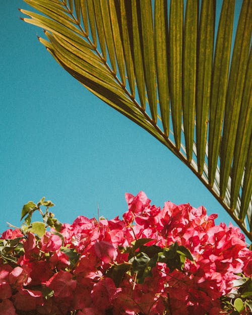 Pink Flowers Under Blue Sky