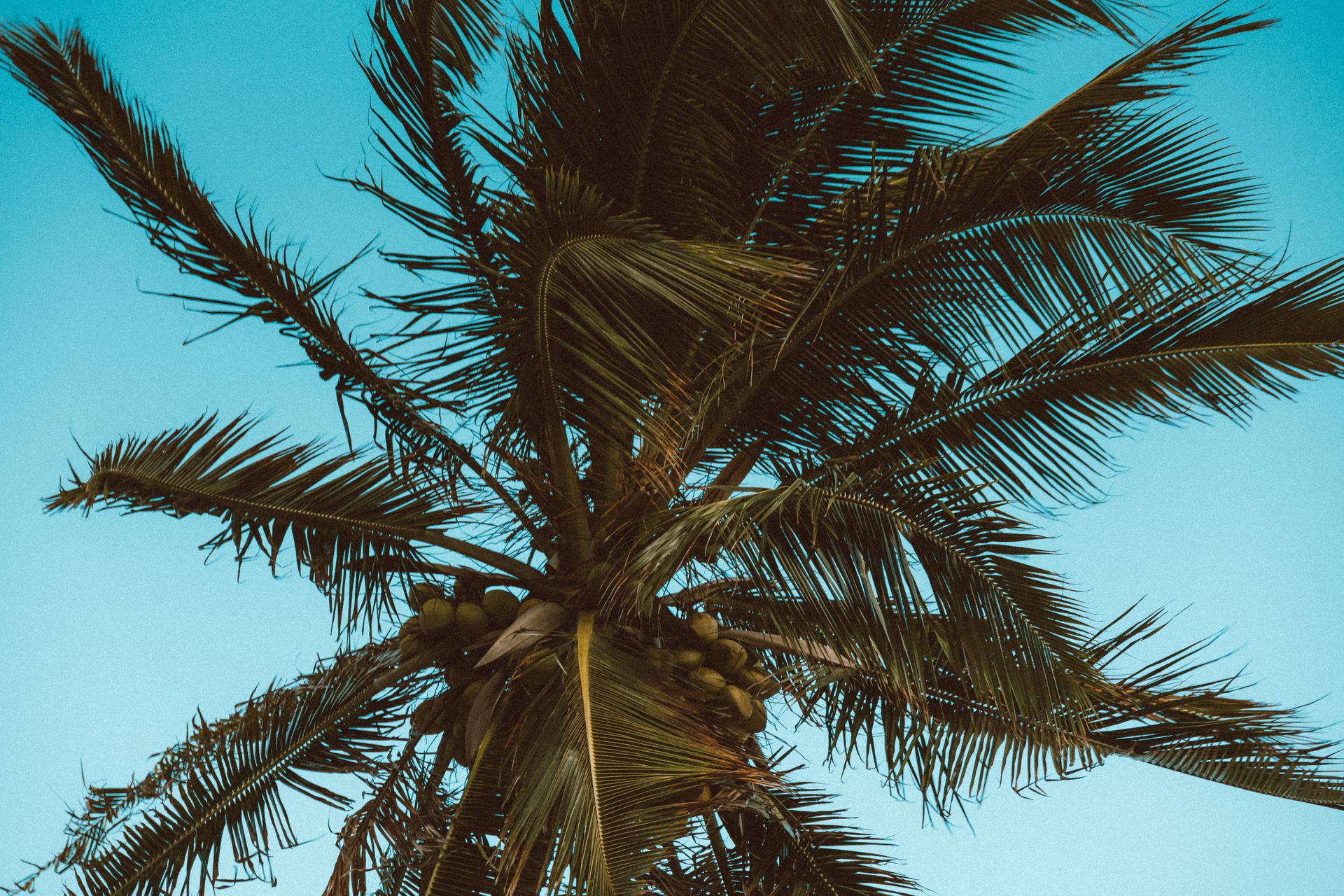 Coconut Tree with Fruits