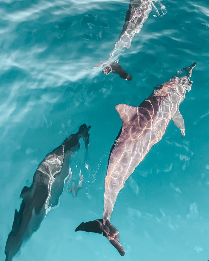 Dolphins swimming together in clear blue ocean water