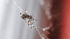 Spider weaving web at daytime