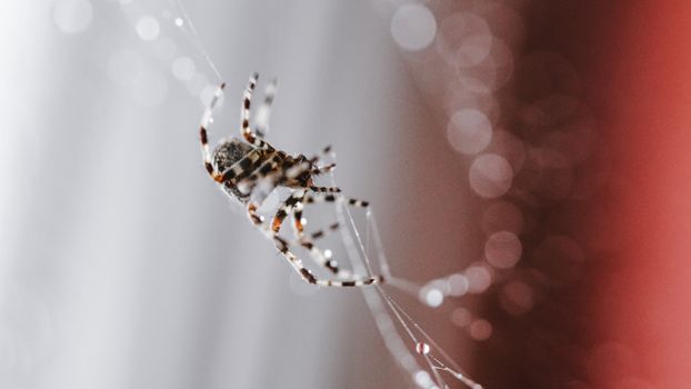 Spider weaving web at daytime