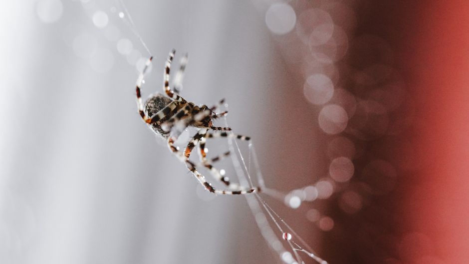 The Fascinating Things Web Crawlers Can Tell You The Fascinating Things Web Crawlers Can Tell You